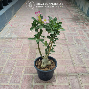Desert Rose